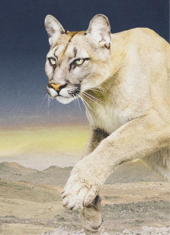 24FW [주니어] 몰로 티셔츠 1W24A210 Roxo3753 Blue - MOLO