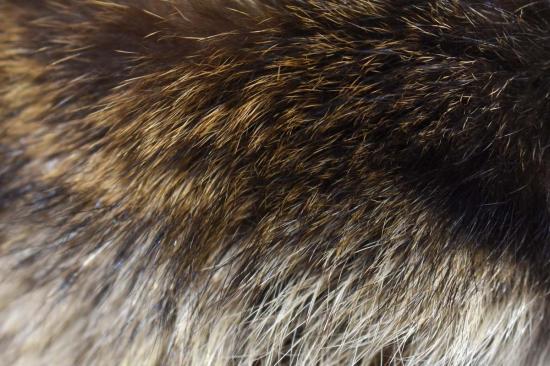  Sekanson 모자 세칸슨 전통 너구리 가죽 밴드  (진한 갈색) - OTHER BRANDS