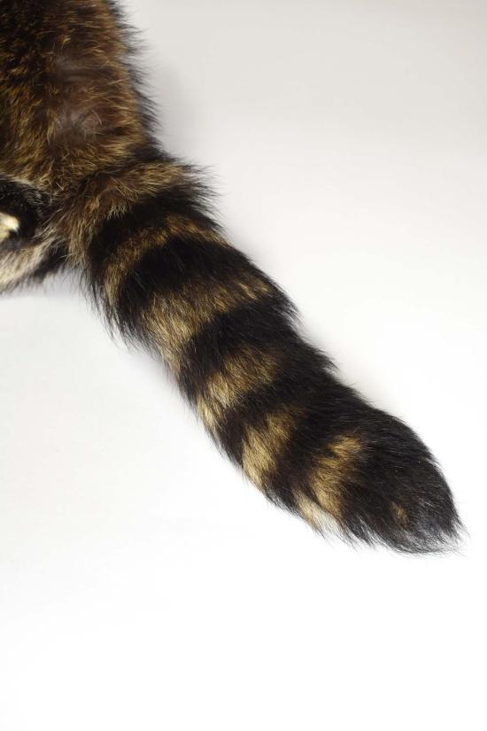  Sekanson 모자 세칸슨 전통 너구리 가죽 밴드  (진한 갈색) - OTHER BRANDS