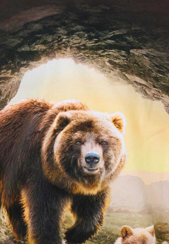  [키즈] 몰로 트레이닝 상의 베어스 아동용 티셔츠 (갈색) - MOLO