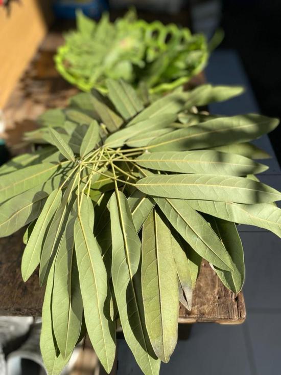  Happy French Gang 머플러/스카프 해피프렌치갱 에코프린팅 실크 스카프 골드 - OTHER BRANDS