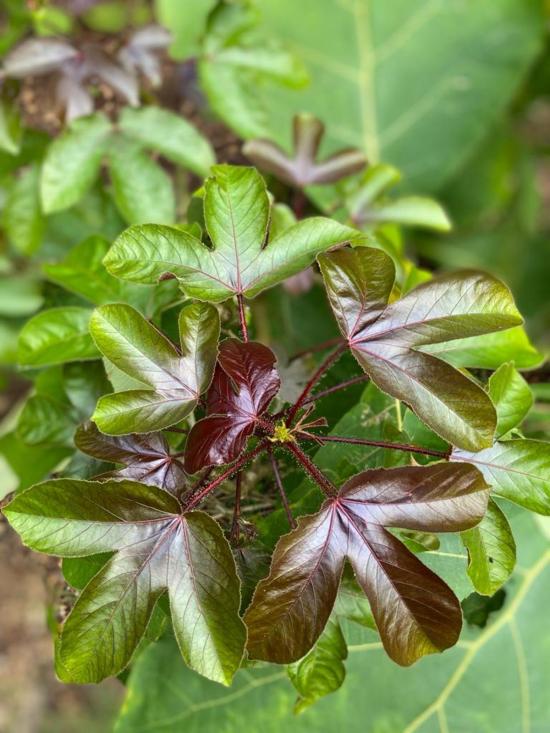  Happy French Gang 머플러/스카프 해피프렌치갱 에코프린팅 실크 스카프 골드 - OTHER BRANDS