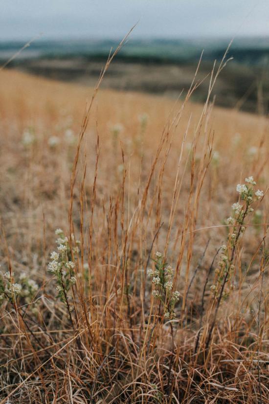  시에라 윈터 주얼리 이어링 블루스템 귀걸이 (은/천연 터키석) - SIERRA WINTER JEWELRY