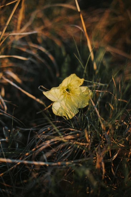  시에라 윈터 주얼리 목걸이/팬던트 프림로즈 다이아몬드 목걸이 14K 골드 - SIERRA WINTER JEWELRY