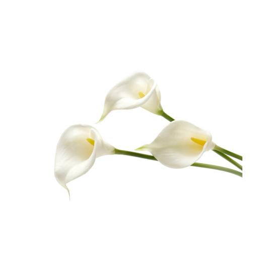 26FW 컬트 가이아 클러치/파우치 HDBCL381056AC1 CALLA XL ROSEM GREEN - CULT GAIA